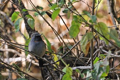 Rufous-gorgeted Flycatcher (Ficedula strophiata)