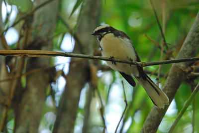 White Browed fantail