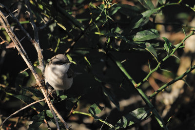 Lesser Whitethroat??