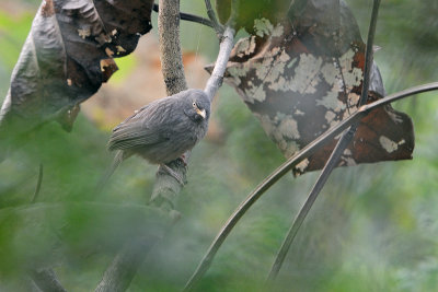 Jungle Babbler (Turdoides striata)