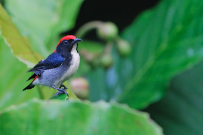 Scarlet-backed flowerpecker ( Dicaeum cruentatum  )