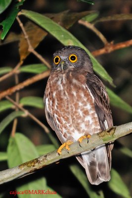 Brown Hawk Owl (Ninox scutulata)