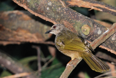 Olive-winged Bulbul ( Pycnonotus plumosus )