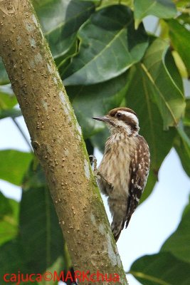 Sunda Woodpecker ( Dendrocopos moluccensis )