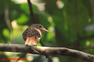 Pale Blue Flycatcher, Juvenile ?