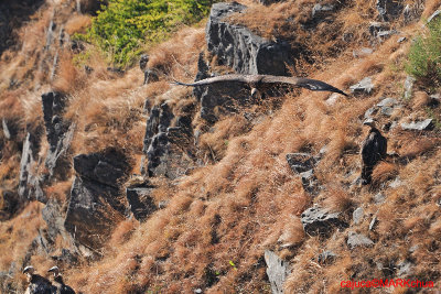 Himalayan Griffon (Gyps himalayensis)