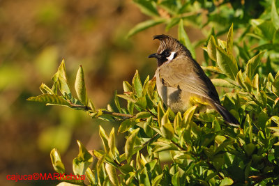 Himalayan Bulbul (Pycnonotus leucogenys)