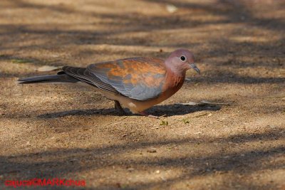 Laughing Dove (Streptopelia senegalensis )