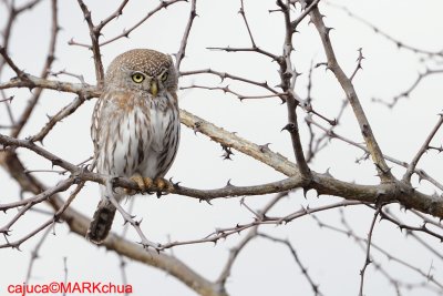 Pearl-spotted Owlet (Glaucidium perlatum)