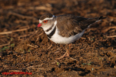 Tree-banded Plover
