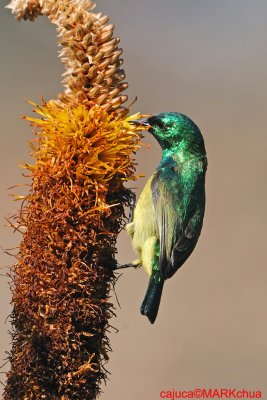 Collared Sunbird (Hedydipna collaris )