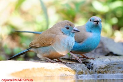 Blue Waxbill (Uraeginthus angolensis )