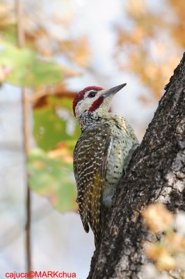 Bennett's Woodpecker (male)