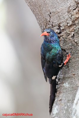 Green Wood-Hoopoe