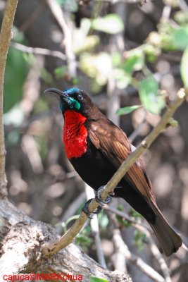 Scarlet-chested Sunbird (Chalcomitra senegalensis )