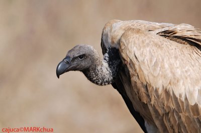 White-backed Vulture (Gyps africanus)