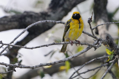 Village Weaver ( Ploceus cucullatus)