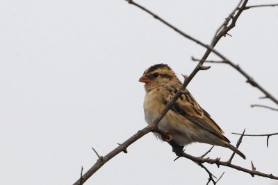 Pin-tailed Whydah