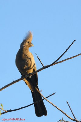 Grey Go-away-bird (Corythaixoides concolor)