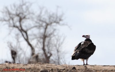 White-headed Vulture (Trigonoceps occipitalis )