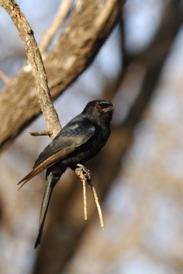 Fork-tailed Drongo_11