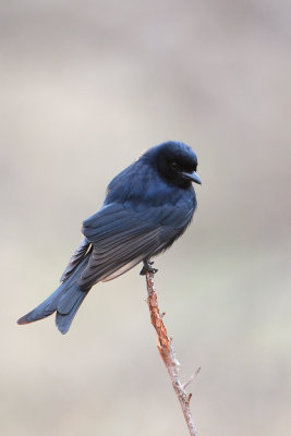 Fork-tailed Drongo_012
