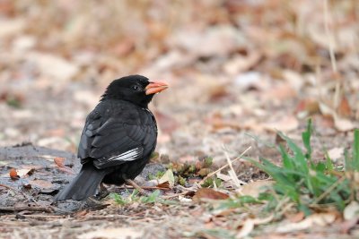 Red-billed Buffalo Weaver (Bubalornis niger )