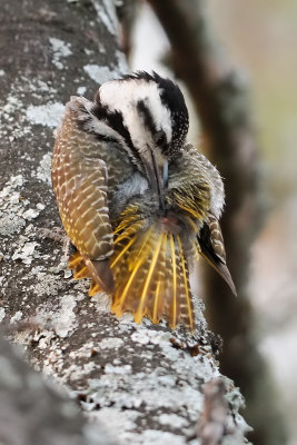 Bearded Woodpecker (female)