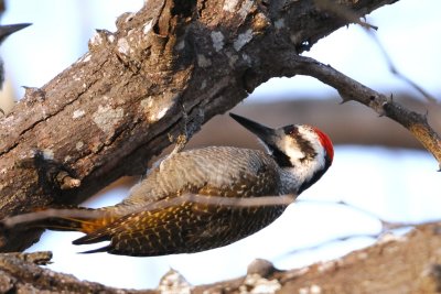 Bearded Woodpecker (male)
