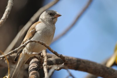 Grey-headed Sparrow_012