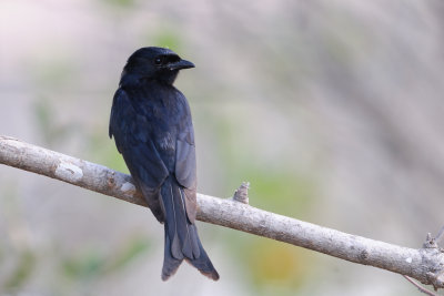 Fork-tailed Drongo_0114