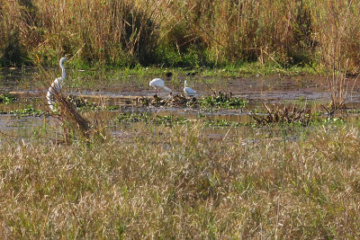 Great Egret (left), African Spponbill (middle) and Little Egret (right)