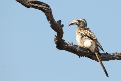 African Grey Hornbill (Tockus nasutus )
