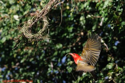 Red-headed Weaver (Anaplectes rubriceps )