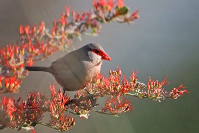 Common Waxbill ( Estrilda astrild )