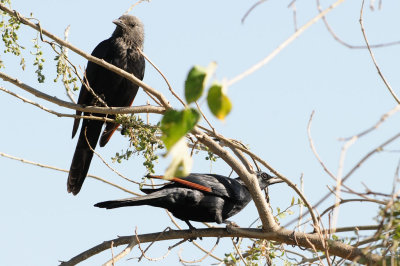 Red-winged Starling (Onychognathus morio )