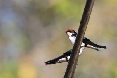 Wire-tailed Swallow ( Hirundo smithii )