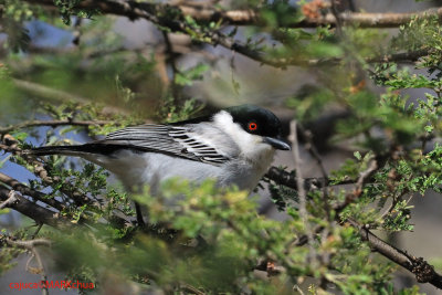 Black-backed Puffback (Dryoscopus cubla)