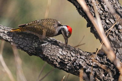 Bearded Woodpecker (Thripias namaquus)