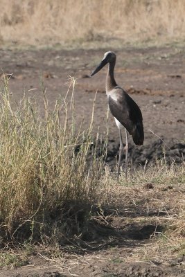 Saddle-billed Stork (juvenile)