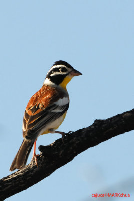 Golden-breasted Bunting ( Emberiza flaviventris)
