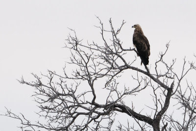 Tawny Eagle??