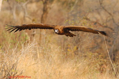 Hooded Vulture (Necrosyrtes monachus)