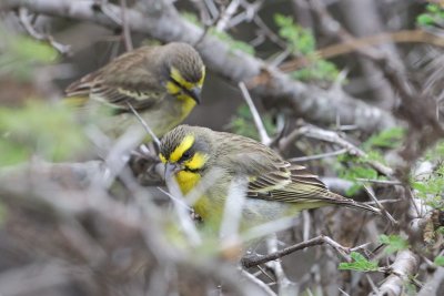 Yellow-fronted Canary (Serinus mozambicus )