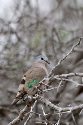 Emerald-spotted Wood Dove (Turtur chalcospilos )