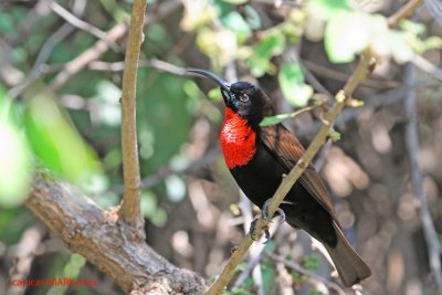 Scarlet-chested Sunbird (Chalcomitra senegalensis )