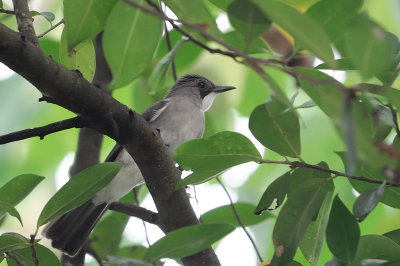 Ashy Bulbul (Hemixos flavala)