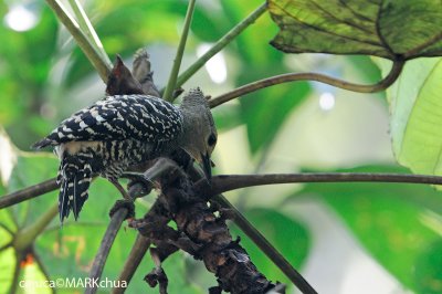 Buff-rumped Woodpecker (Meiglyptes tristis)