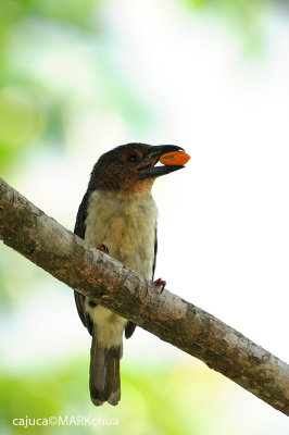 Brown Barbet (Calorhamphus fuliginosus)