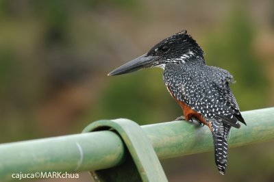 Giant Kingfisher (Megaceryle maxima)